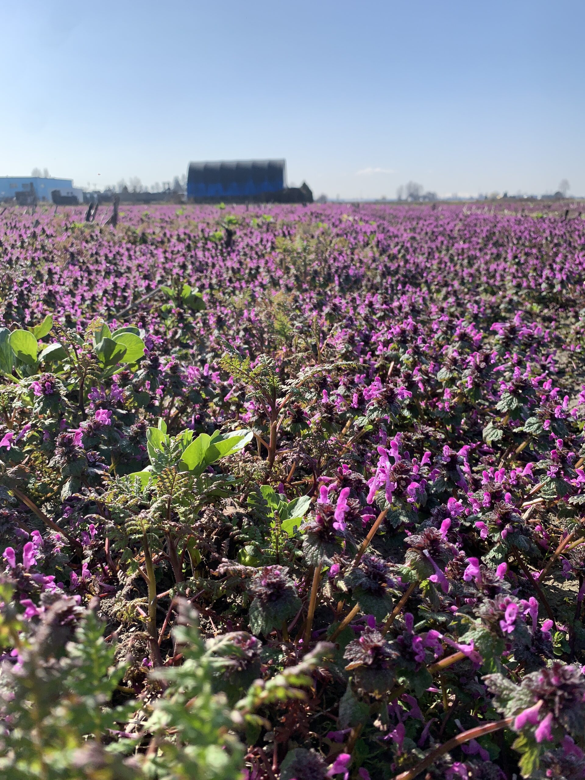 Practical Benefits Of Cover Crops Delta Farmland Wildlife Trust