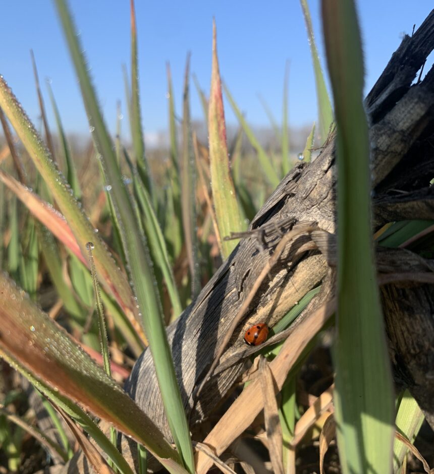 Practical Benefits Of Cover Crops Delta Farmland Wildlife Trust