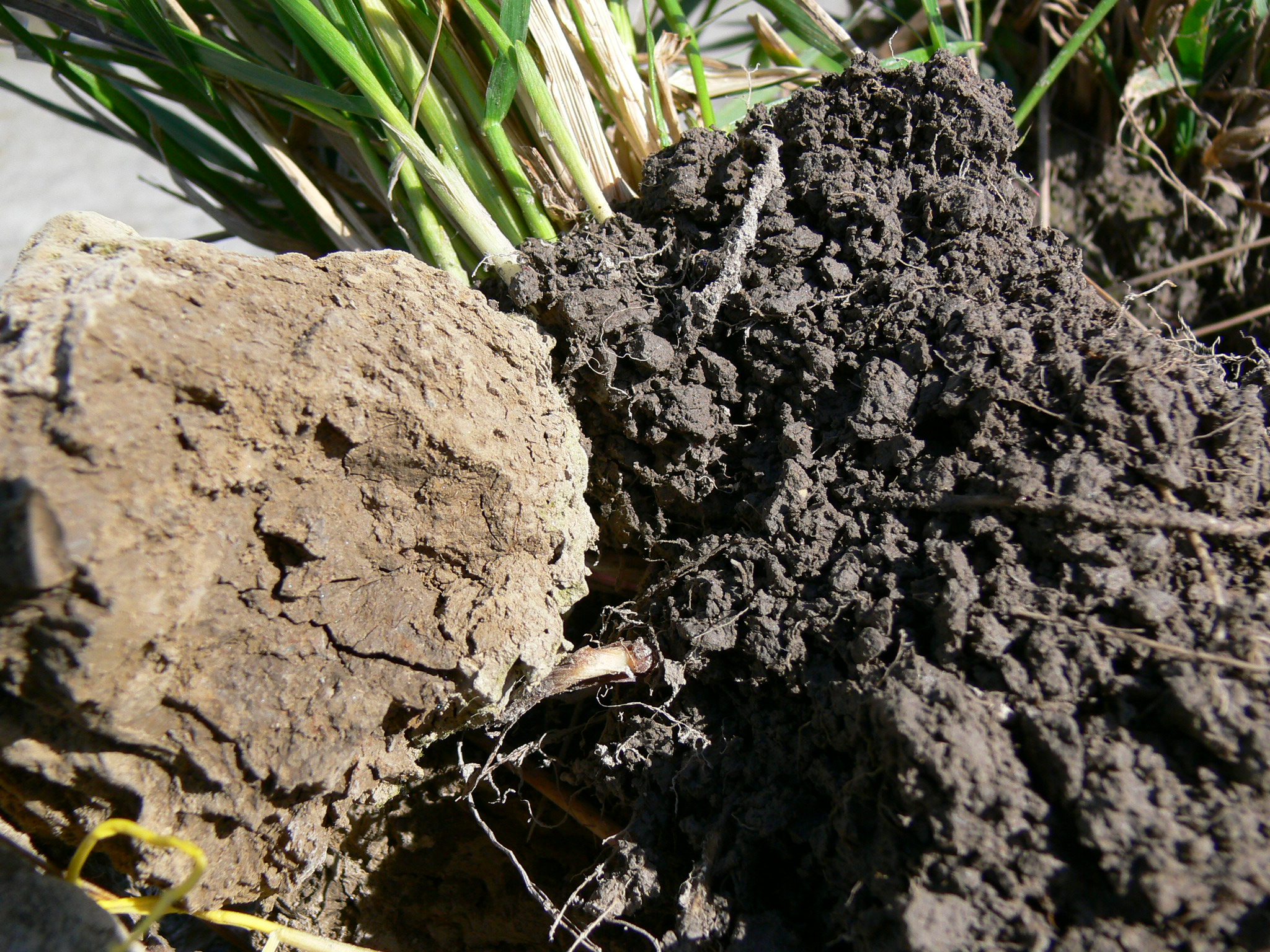 Soil of a potato field (left) versus a grassland set-aside (right)