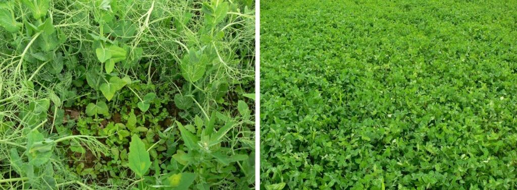 Two examples of cover crops. On the left is a pea and clover cover crop, on the right is a clover crop.