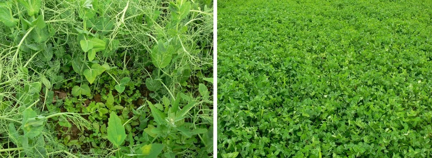 Two examples of cover crops. On the left is a pea and clover cover crop, on the right is a clover crop.