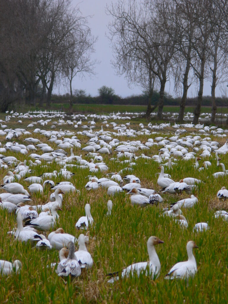 Snow Goose on Cover Crop