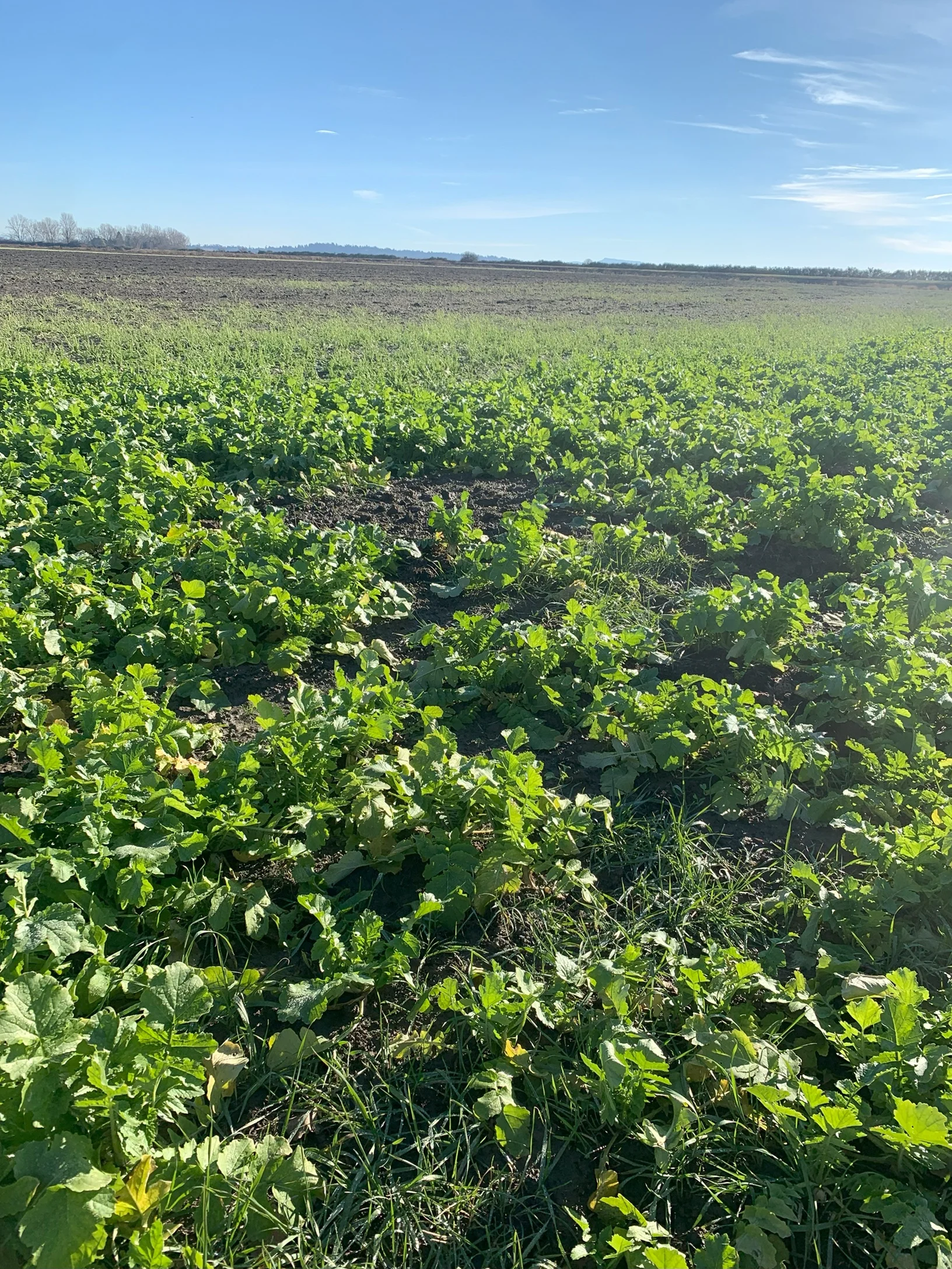 {{brizy_dc_image_alt imageSrc=