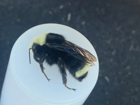 {{brizy_dc_image_alt imageSrc=