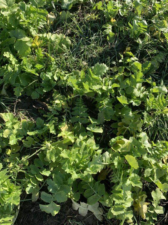 Close up of a winter cover crop