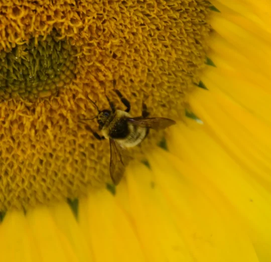 {{brizy_dc_image_alt imageSrc=