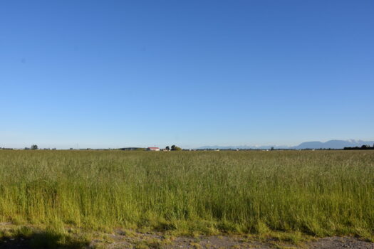 Grassland set-aside in summer