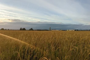 Grassland Set-Aside at dawn