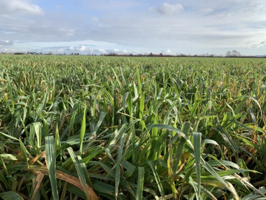 Winter cover crop field in Delta 2023