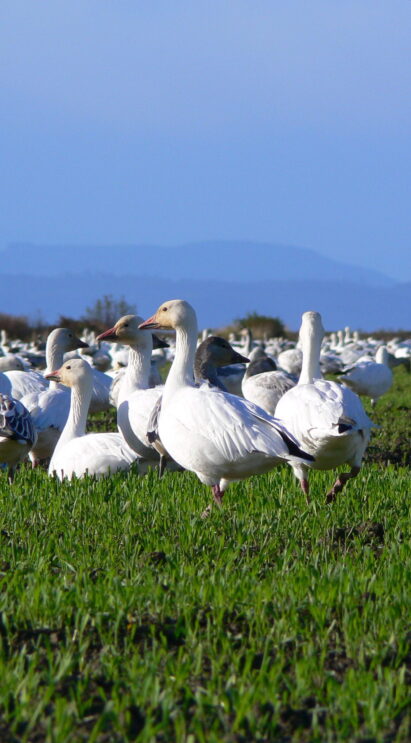 Image of snow geese on a field in Delta