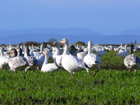 Image of snow geese on a field in Delta