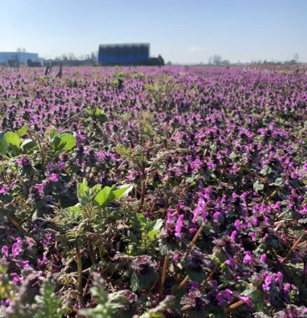 Flowering Winter Cover Crop in March {{brizy_dc_image_alt imageSrc=