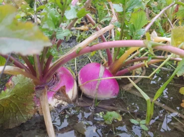 wcc {{brizy_dc_image_alt imageSrc=