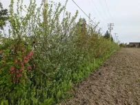 hedgerow