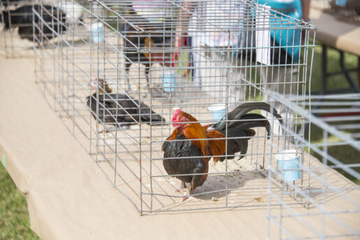 Day at the Farm - Poultry in Motion