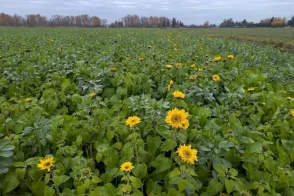 web1_floral-cover-crop