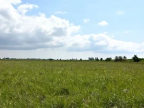 web1_grassland-set-aside-june-2023-nature-note
