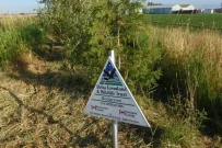 web1_hedgerow
