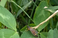 web1_nature-notes-aug.2025-parasitoid-wasp